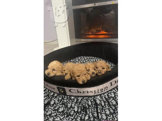 PoulaTo: Κουτάβια Poodle Toy με εξαιρετικά χαρακτηριστικά